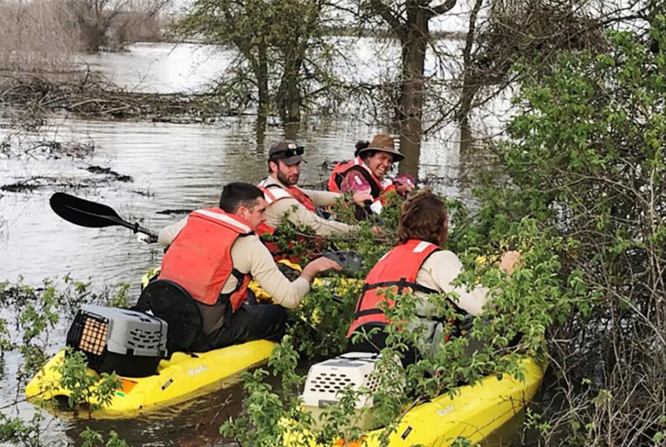 Biologists rescued flood-stranded brush rabbits by hand from flood waters and released them on high ground at the San Joaquin River National Wildlife Refuge earlier this year.