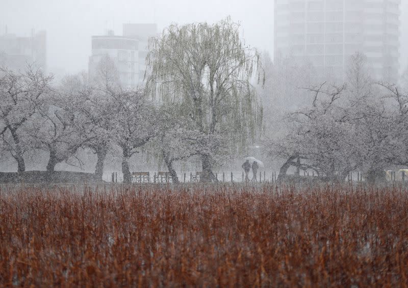 People walk under blooming cherry blossoms in a snow fall during a coronavirus disease outbreak in Tokyo