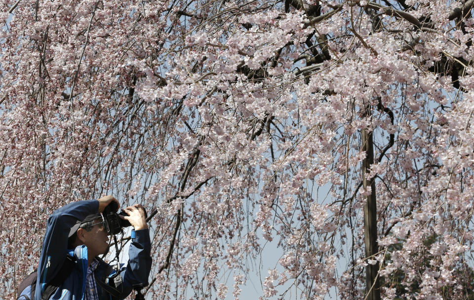 A visitor takes a picture of cherry blossom which begins blooming at Shinjuku Gyoen park in Tokyo, Tuesday, March 25, 2014. (AP Photo/Shizuo Kambayashi)