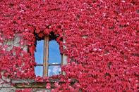 December 31: Colour is Magic by Marianna Mosconi. 'I think it’s impossible not to notice the wonder of this little house and stop to admire it. I pulled out my camera to take a picture and suddenly a face appeared behind the window, framed by this wall of colour and emotion.'