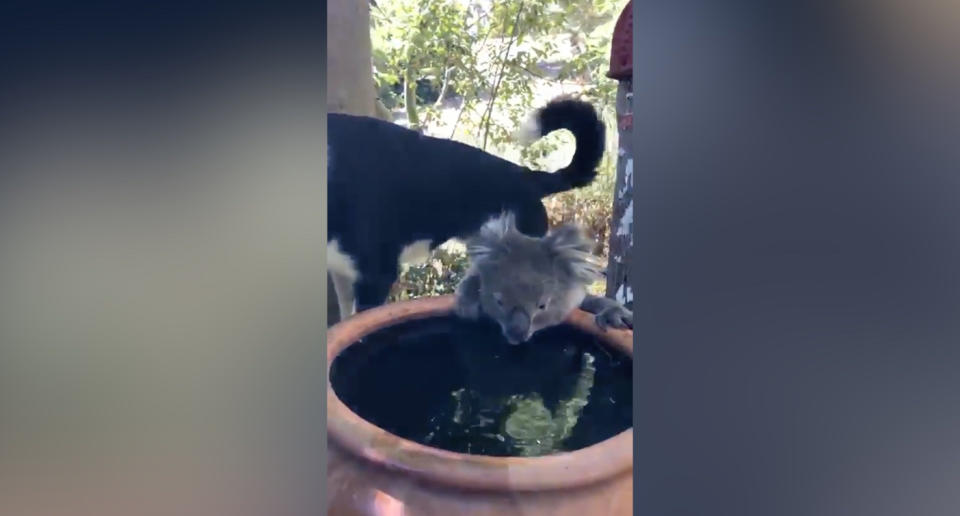 El koala se coló en el jardín de la casa del perro y se puso a beber agua de su cuenco. (Crédito: Facebook/@AndrewFrost)