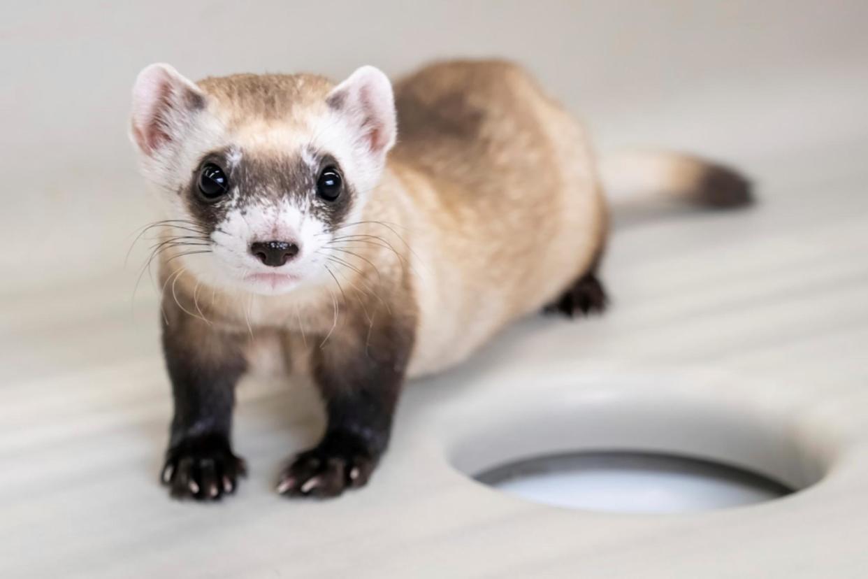 <span>Noreen, a cloned black-footed ferret, at the National Black-Footed Ferret Conservation Center in Carr, Colorado, on 19 February 2024.</span><span>Photograph: Kika Tuff/Revive & Restore via AP</span>