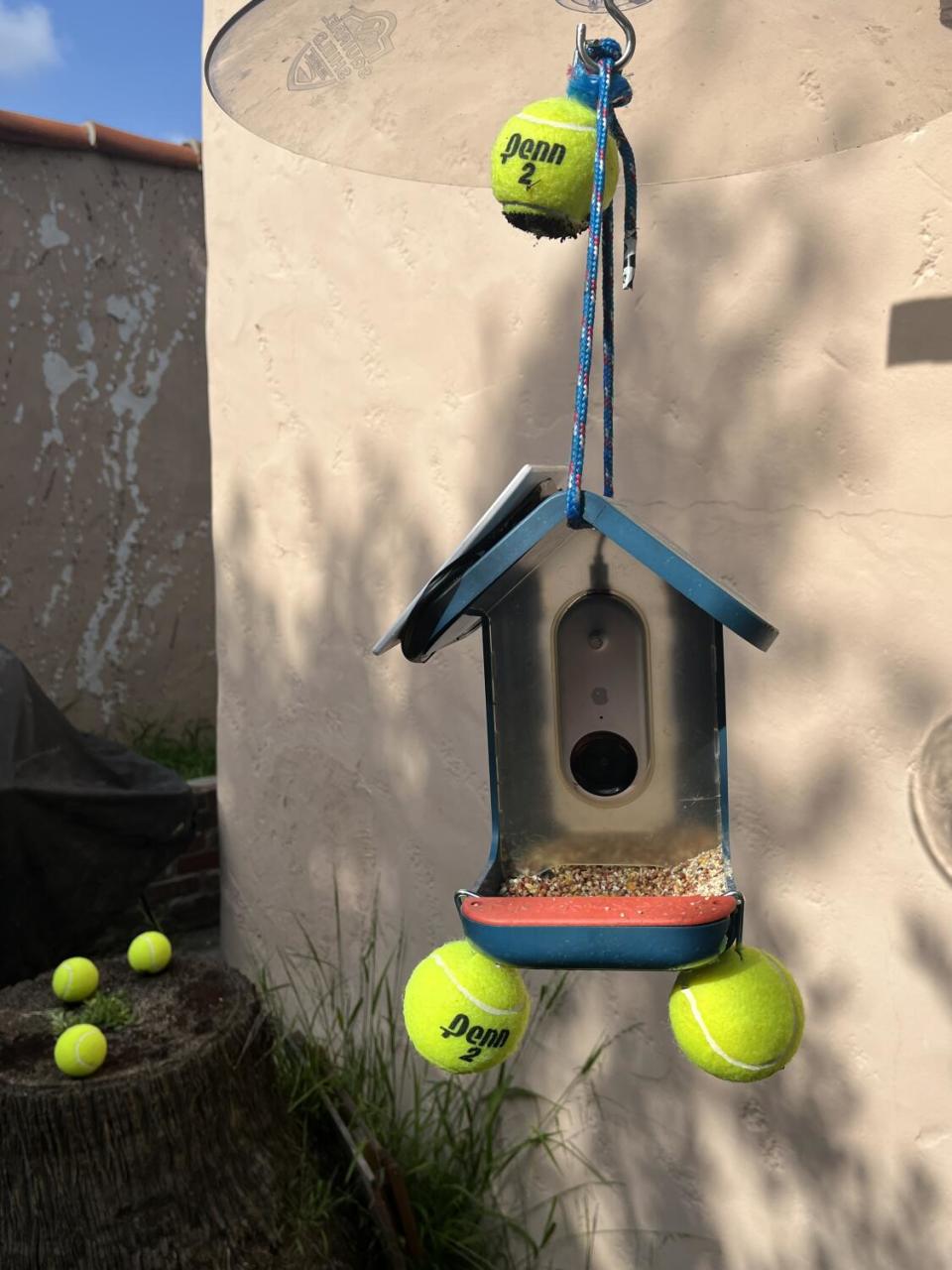 Bright yellow tennis balls hang from a bird feeder and lie on the ground below it