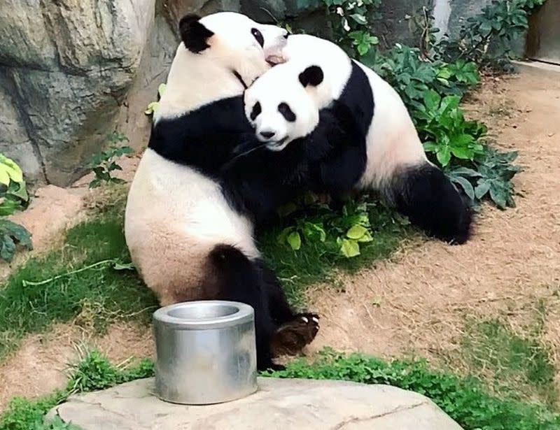 Giant pandas, Ying Ying and Le Le's news of successfully mating have delighted many. — Picture via Instagram