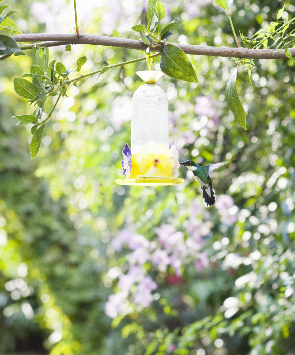 A hummingbird at a feeder in the trees