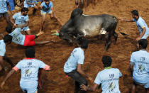<p>In this Thursday, Jan. 17, 2019 photo, A bull charges towards tamers during a traditional bull-taming festival called Jallikattu, in the village of Allanganallur, near Madurai, Tamil Nadu state, India. Jallikattu involves releasing a bull into a crowd of people who are expected to hang on to the animal’s hump for a stipulated distance or hold on to the hump for a minimum of three jumps made by the bull. The sport, performed during the four-day “Pongal” or winter harvest festival, is hugely popular in Tamil Nadu. (AP Photo/Aijaz Rahi) </p>