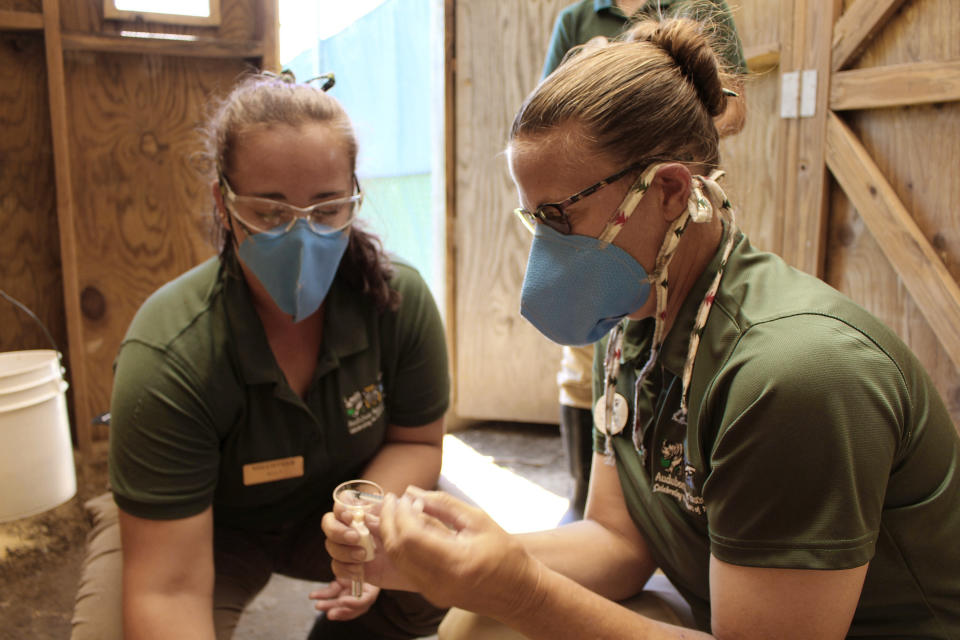 In this photo provided by the Audubon Nature Institute, from left, Elyssa Buch and Heather Holtz process semen from an endangered whooping crane at the institute's Species Survival Center for artificial insemination on Sunday, May 31, 2020. Because of money losses and staff cutbacks due to the COVID-19 pandemic, Audubon is using the technique only for its most genetically valuable birds. (Audubon Nature Institute via AP)