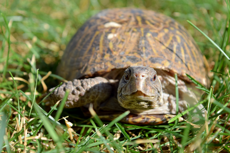 Scoot makes his way through some grass on Tuesday, July 19, 2022. Although obscured by the grass, Scoot's front left leg is missing its foot and claws. Sharita Knobloch, the turtle's owner, said she can still crawl along the ground without trouble.