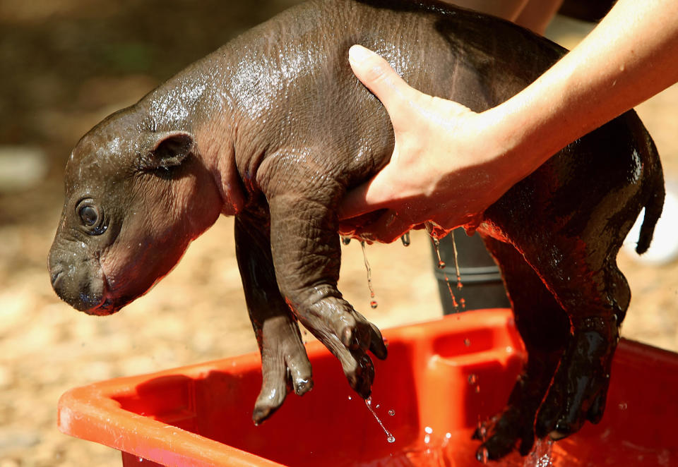 'Monifa', a Pygmy Hippopotamus female calf, is taken out of a bath at Taronga Zoo on November 7, 2008. (GREG WOOD/AFP/Getty Images)