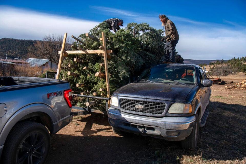 Raul Arellano, left, and Cork Olivas loads little over 100 Christmas trees onto a trailer at a yard in Tramparos, near Holman, N.M., Monday, Nov. 28, 2022. Arellano's family normally cuts thousands of trees off their land in the mountains around the Mora Valley but most of that land was burned by the Calf Canyon/Hermits Peak Fire last spring.