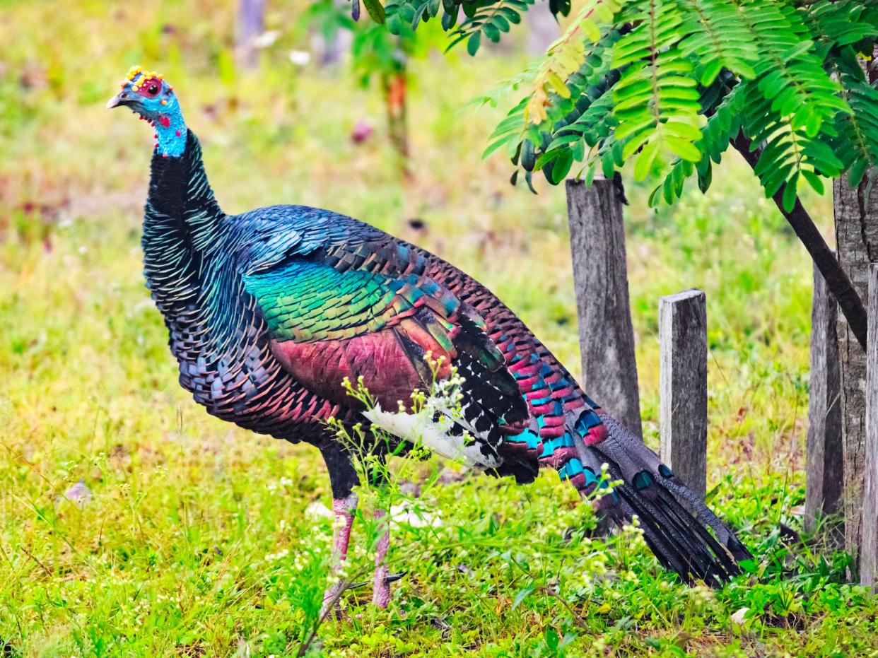 Photo of a colorful adult female ocellated turkey (Meleagris ocellata) in Guatemala, Central America.