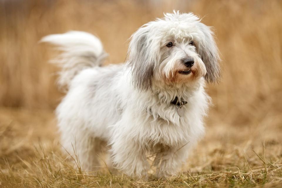 coton de tulear dog standing in field of brown grass