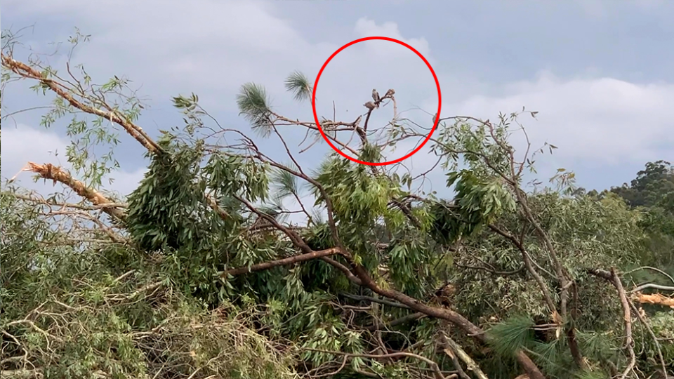 Native noisy miner birds perching on the bulldozed trees.