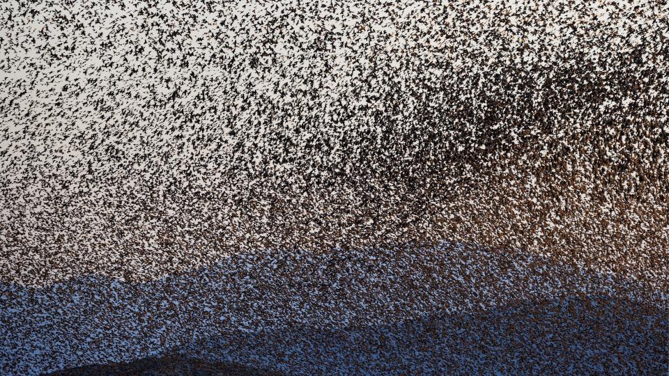A murmuration of starlings in Sardinia, Italy.