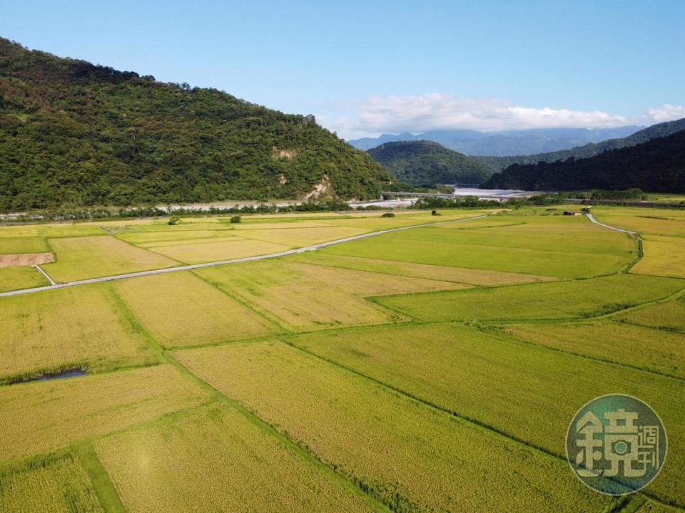 6月，花蓮南安部落的稻田已是一片綠油油，綿延到山谷間。