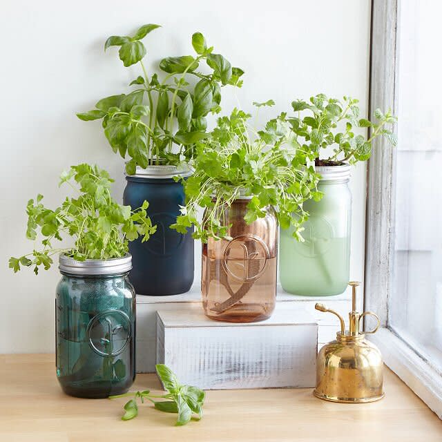 Sarah Burrows and Nick Behr Mason Jar Indoor Herb Garden