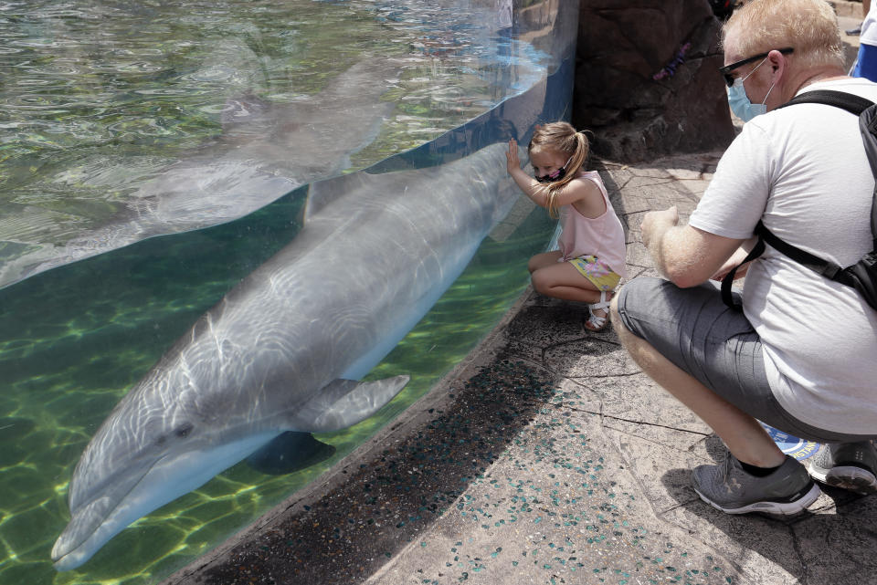Guests watch a dolphin swims in a transparent pool at SeaWorld as it reopened with new safety measures in place, Thursday, June 11, 2020, in Orlando, Fla. The park had been closed since mid-March to stop the spread of the new coronavirus. (AP Photo/John Raoux)