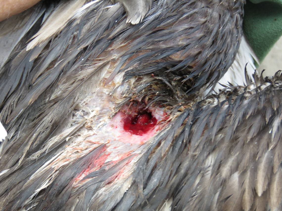 More than three dozen brown pelicans have been found dead or dying on N.C. beaches since early January, many of them with a puncture wound through one wing. Most of the birds will not survive, says wildlife shelter operator Mary Ellen Rogers.