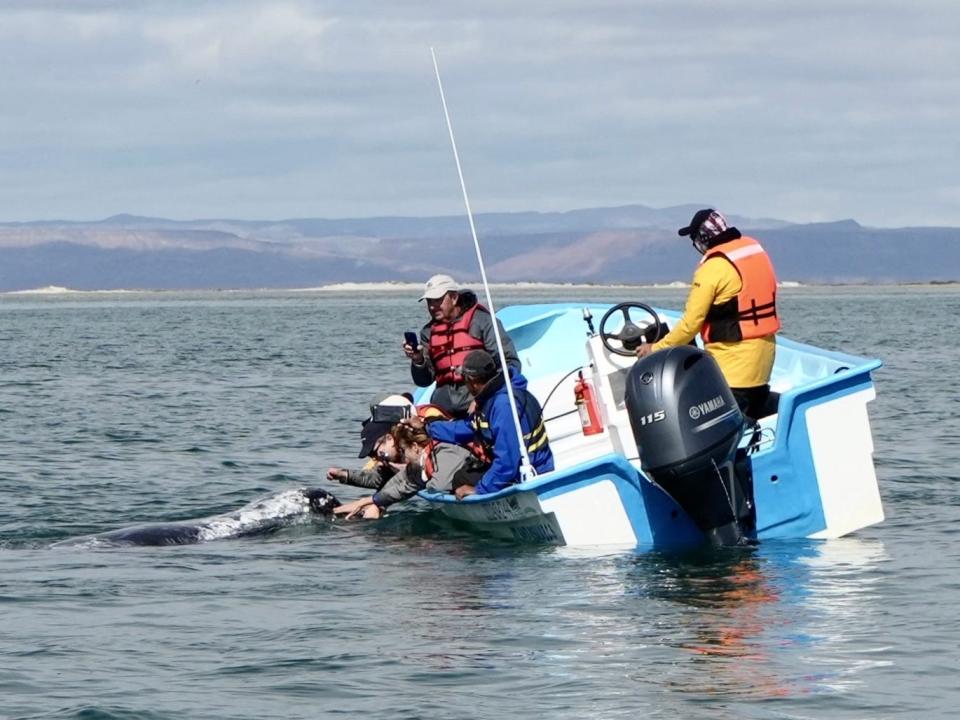 People leaning over the edge of a boat to touch a gray whale. One man is taking photos on his phone and another is driving the boat.