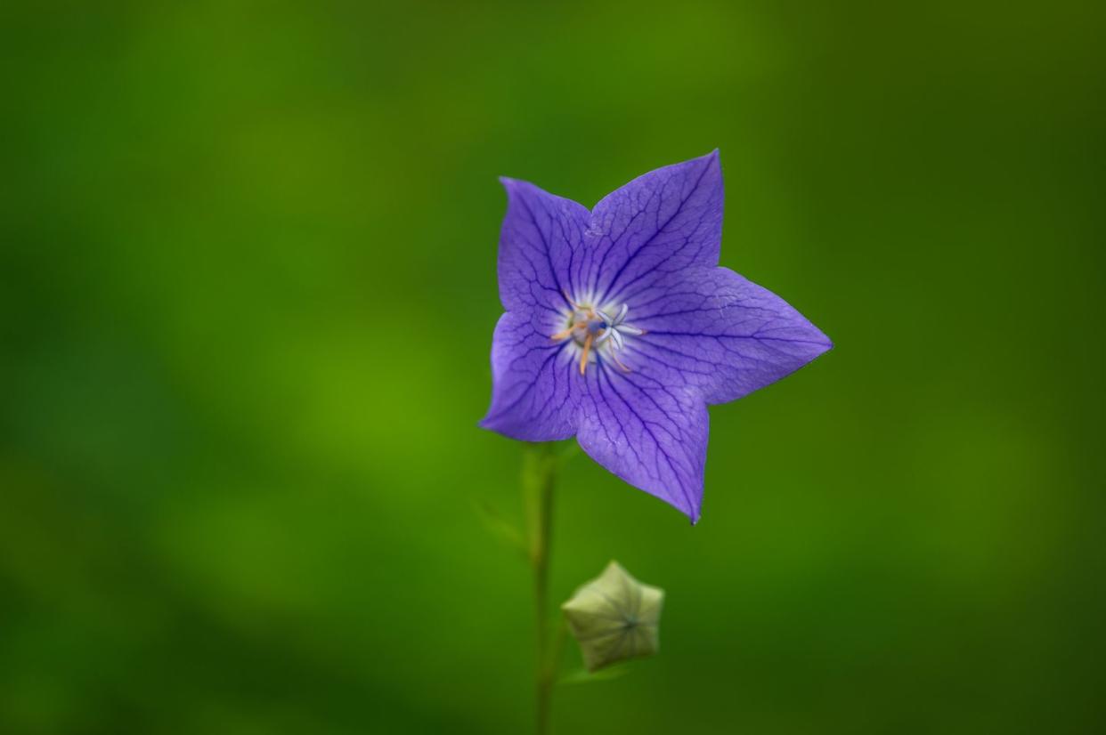 balloon flower