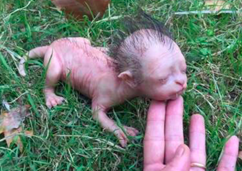 <em>The bizarre creature is virtually hairless (AsiaWire)</em>