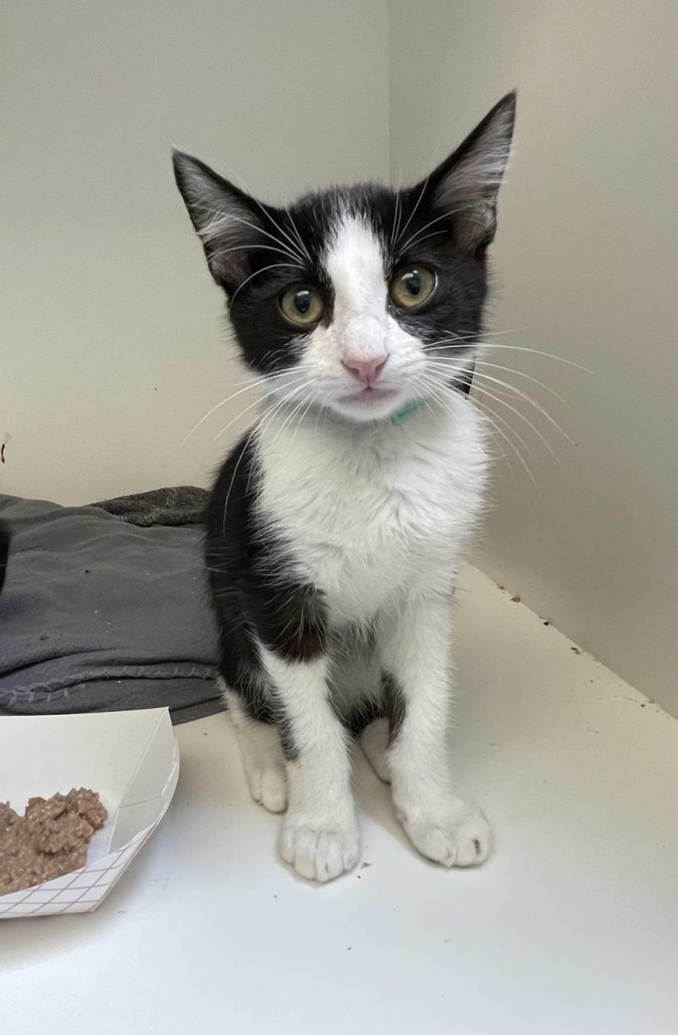 It’s kitten season at the San Luis Obispo County Animal Services shelter in San Luis Obispo.