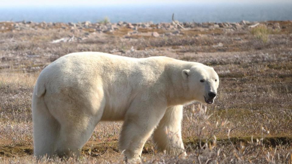 PHOTO: Polar bear on land in the Western Hudson Bay region. (David McGeachy)