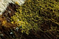 The "blob", slime mould (Physarum polycephalum), a single-celled organism forming over tree chunk, is pictured at the Paris Zoological Park during a press preview in Paris