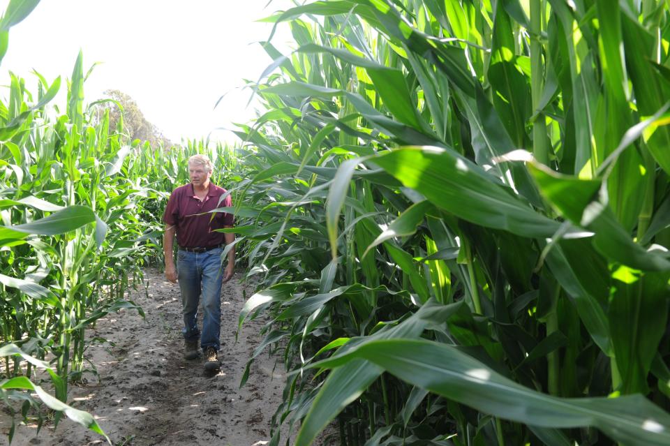 In this 2018 file photo, Mike Mobley, a Ventura County Resource Conservation District treasurer, walks through the Santa Paula Rotary Club's corn maze. He was convicted of misdemeanor grand theft and continues to serve as a conservation district board member.