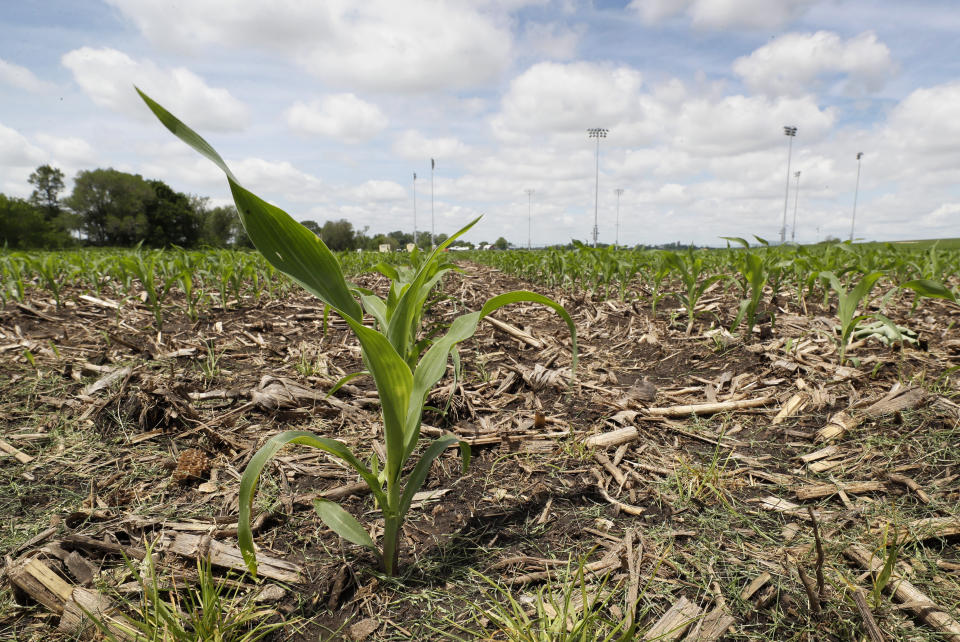 Light stands in the distance from a field being built by Major League Baseball can be seen as a corn plant grows at the Field of Dreams movie site, Friday, June 5, 2020, in Dyersville, Iowa. Major League Baseball is building the field a few hundred yards down a corn-lined path from the famous movie site in eastern Iowa but unlike the original, it's unclear whether teams will show up for a game this time as the league and its players struggle to agree on plans for a coronavirus-shortened season. (AP Photo/Charlie Neibergall)