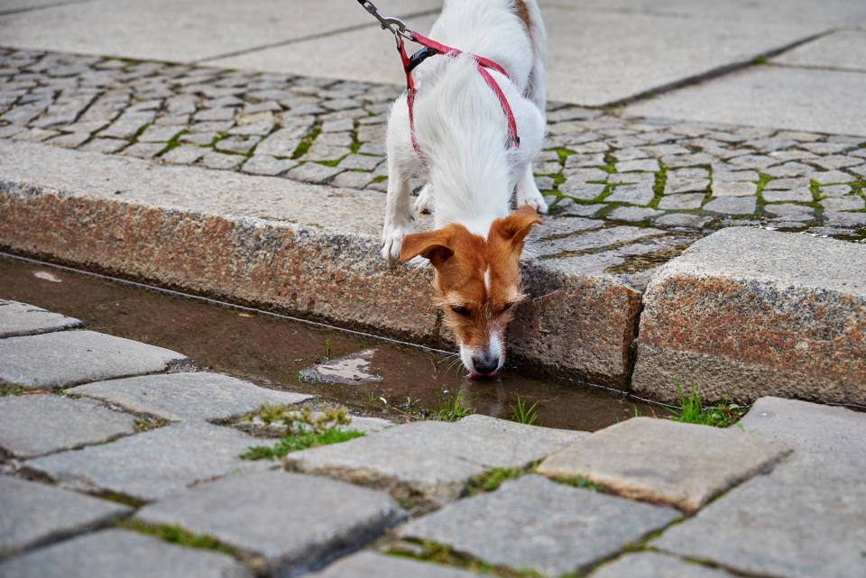 Besonders an Pfützen oder öffentlichen oder verschmutzten Trinknäpfen holen sich Hunde Giardien. (Symbolbild: Getty Images)