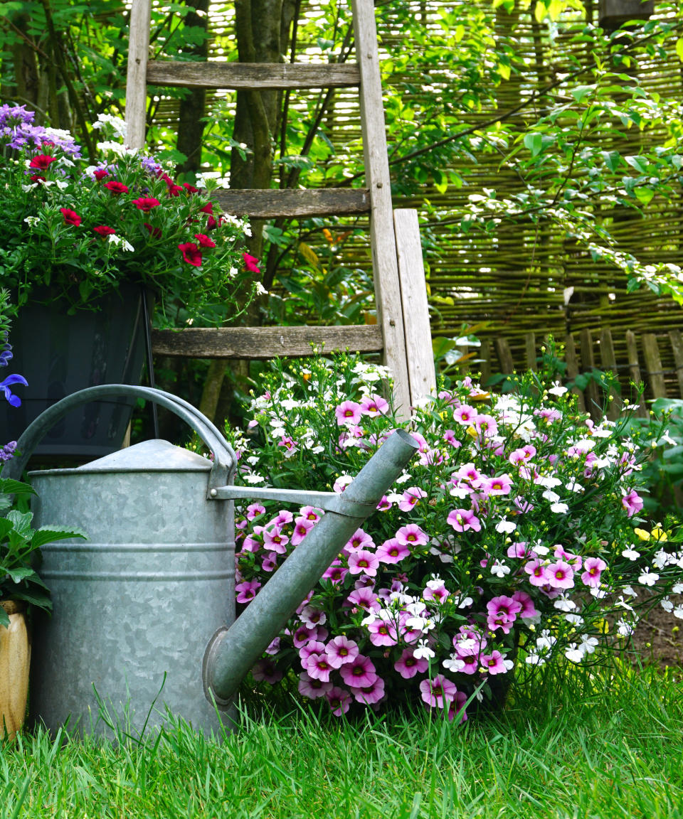 A watering can in a garden with purple flowers