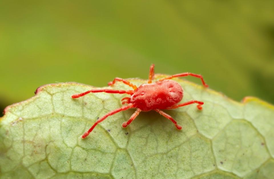 Red chigger (Trombiculidae) on a green leaf