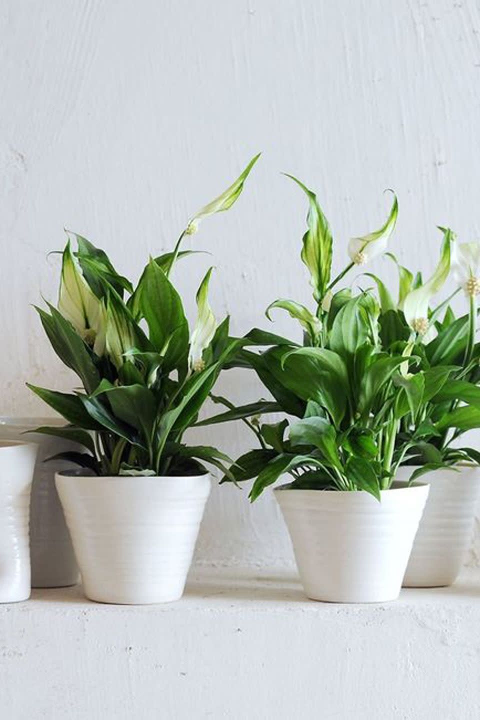 8) Peace Lily