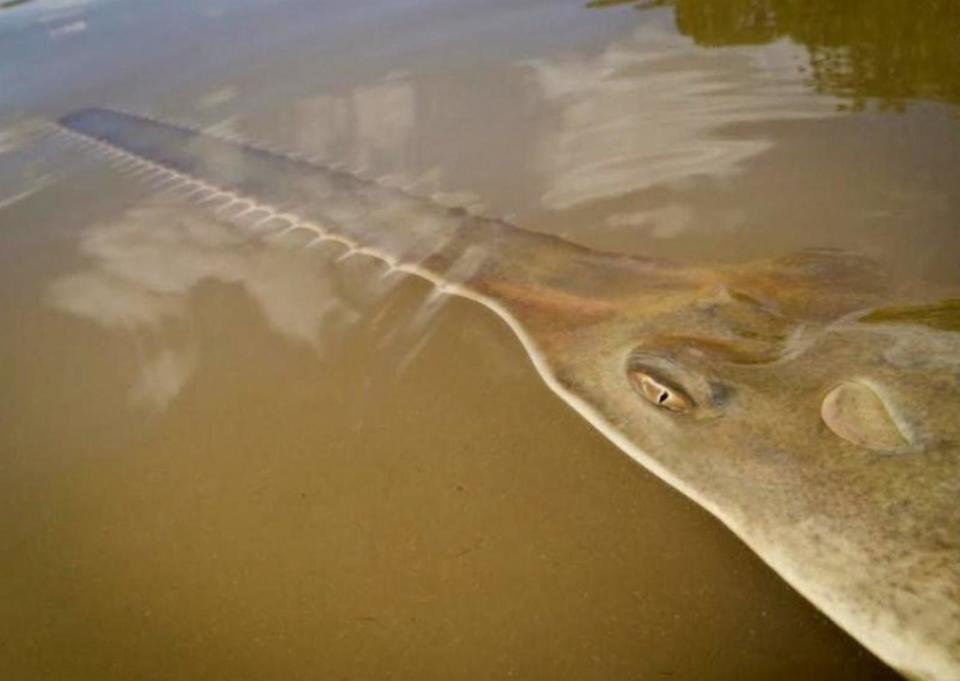 PHOTO: A sawfish is shown in south Florida waters. (Dana Bethea/NOAA Fisheries)