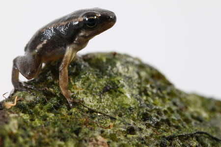 A Mannophryne herminae frog is pictured at a terrarium in Caracas November 30, 2015. REUTERS/Carlos Garcia Rawlins