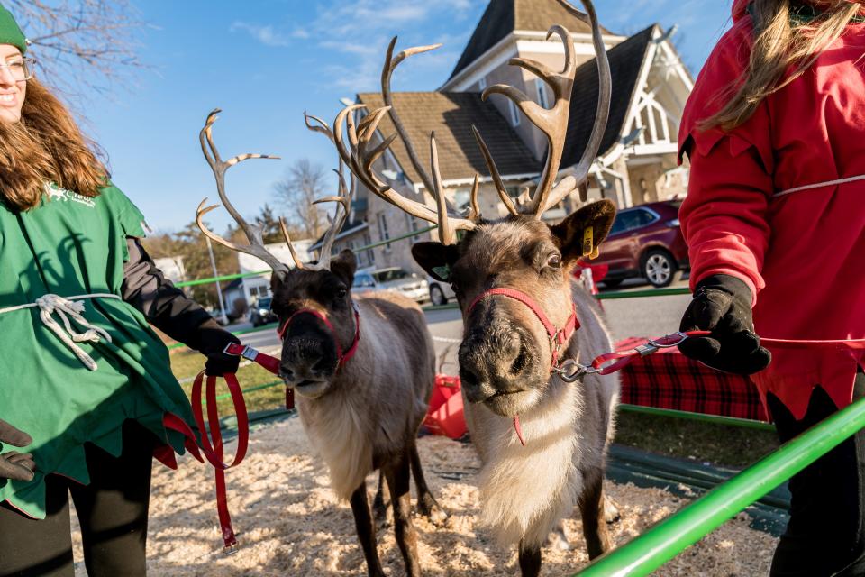 Reindeer are among the special guests during the Ephraim Business Council's annual "Christmas in the Village" holiday celebration, this year taking place Dec. 2.