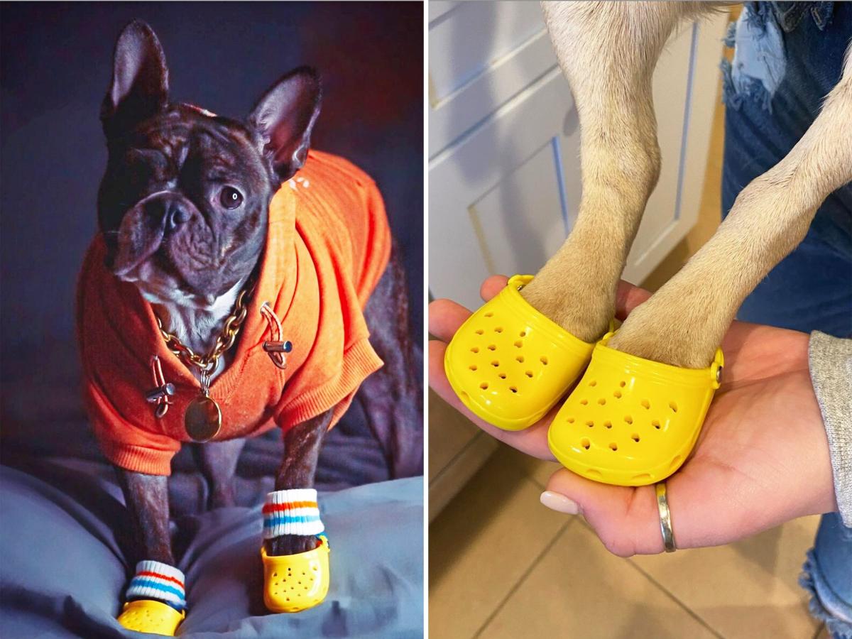 Dog Wearing a Croc | Postcard