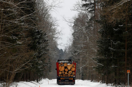 A truck loaded with logged trees is pictured at one of the last primeval forests in Europe, Bialowieza forest, near Bialowieza village, Poland February 15, 2018. REUTERS/Kacper Pempel