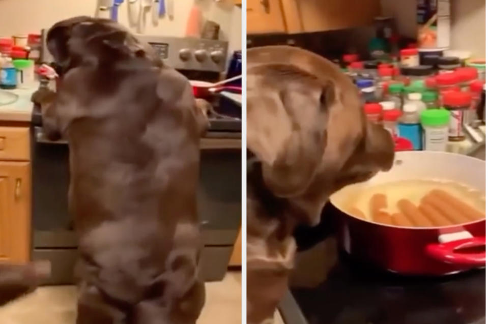 Dog standing on hind legs, reaching for a stove, and cooking hot dogs in a pot. Kitchen has many spice jars on the counter