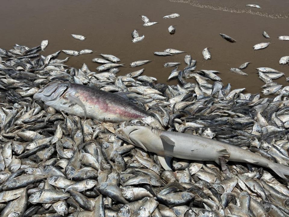 Thousands of fish wash up dead on south coast of US (Anadolu Agency via Getty Images)