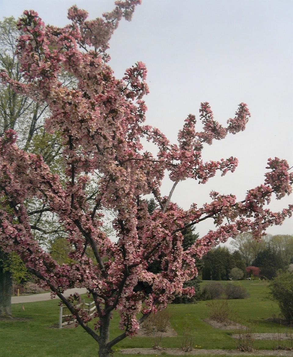 The more flowers that are pollinated by bees, the more cherries that will develop on the tree.