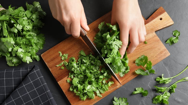 Hands cutting a bunch of cilantro