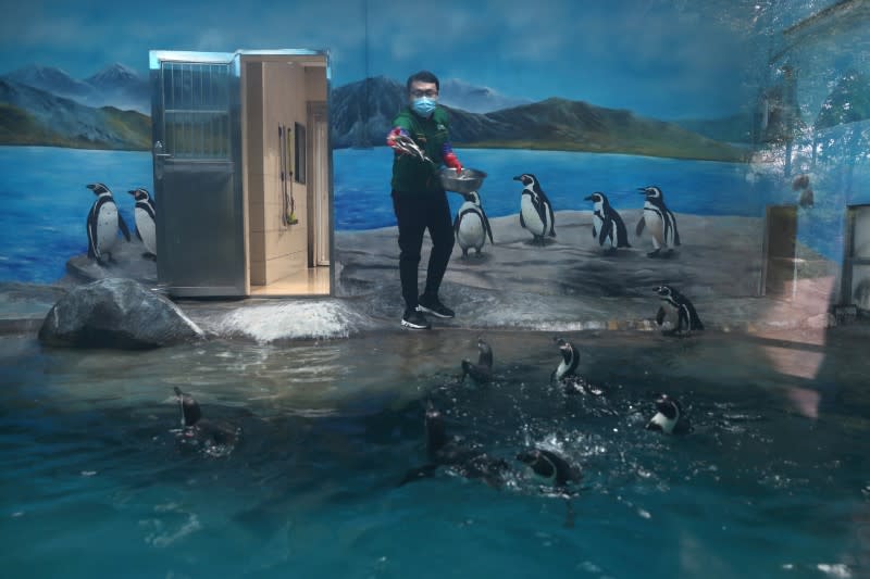 Employee wearing a face mask feeds penguins at the Wuhan Zoo which has been closed following an outbreak of the novel coronavirus disease (COVID-19), in Hubei