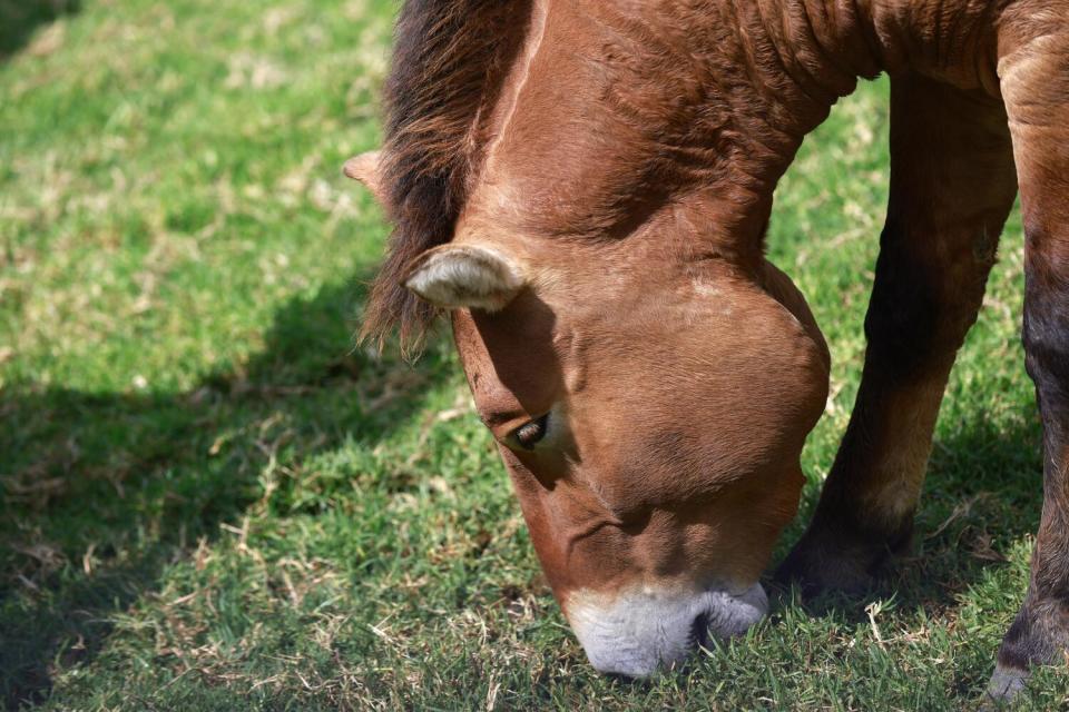 Kurt, the world's first cloned Przewalski's horse eats carrots and apples at the San Diego Zoo Safari Park