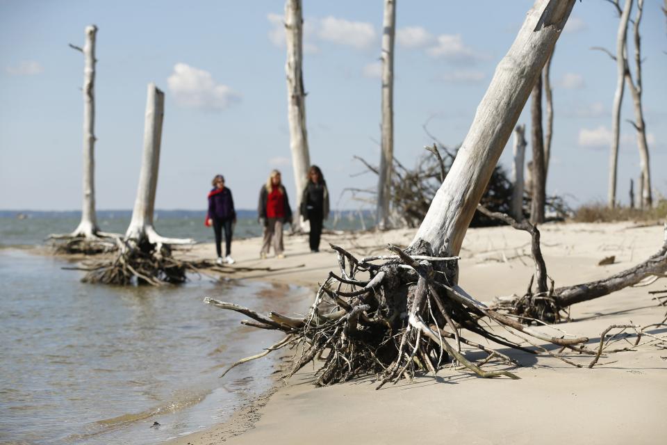 Women walk through a coastal ghost forest believed to be caused by sea level rise on Assateague Island in Virginia