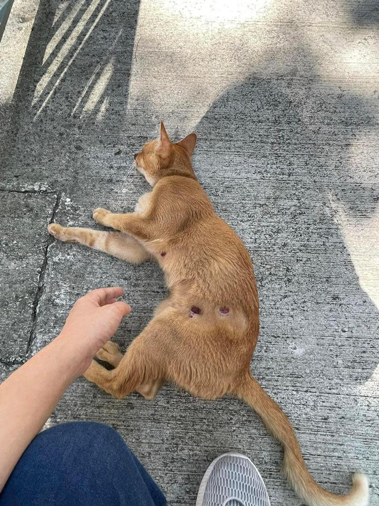 熱心市民今年9月發現士多貓身患頑疾。