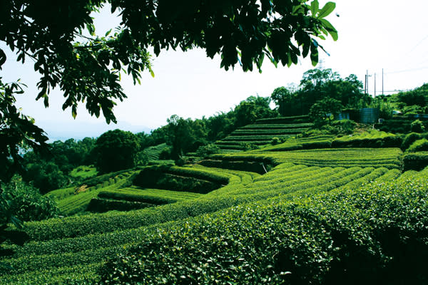 坪頂茶園（圖片來源：雲林文化旅遊網）