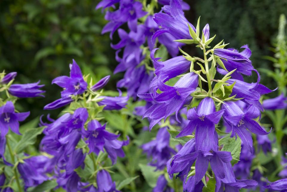 Bellflowers