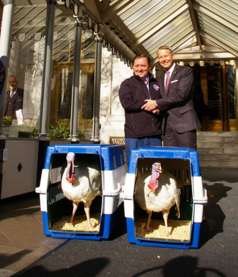 The selected turkeys also gets a special hotel room, outfitted just for them